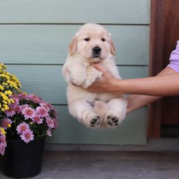 Golden Retriever Puppies from A Refined Canine