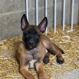 Raya - Fawn female Belgian Malinois puppy in Linwood, Michigan from Gillis Malinois LLC