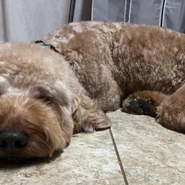 Double Doodles, Goldendoodles, and Labradoodles from Godley Doodles Of Texas