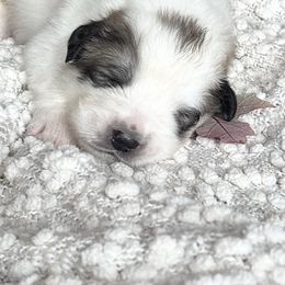 Timber - White and badger male Great Pyrenees puppy in Tioga, Pennsylvania from Davis Pyrs of the Northern Tier