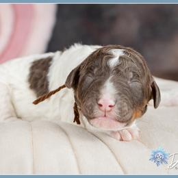 Romeo - Brown and white male Bernedoodle puppy in Connersville, Indiana from Deaz Doodle Ranch