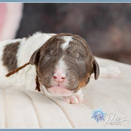 Romeo - Brown and white male Bernedoodle puppy in Connersville, Indiana from Deaz Doodle Ranch