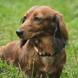 Honey - Dachshund
