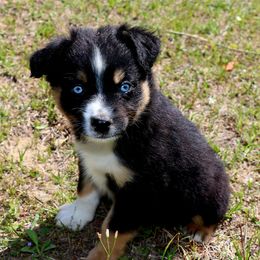 Miniature Australian Shepherd Puppies from AussiesRus