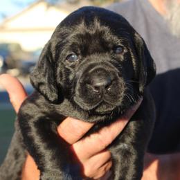 Labrador Retriever Puppies from Mariani Labrador Retrievers