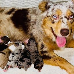 Nike - Red merle female Australian Shepherd puppy in Hempstead, Texas from Young Gun Aussies