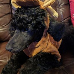 Poodle Puppies from Figz Poodles