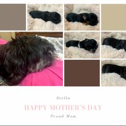 Shih Tzu Puppies from The Anderson Farms Kennel