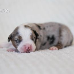 Quilt - Blue merle female Miniature American Shepherd puppy in Herriman, Utah from Painted Blue Aussies