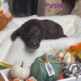 Purple collar - Chocolate female Goldendoodle puppy in Sanderson, Florida from Serenity Goldendoodles