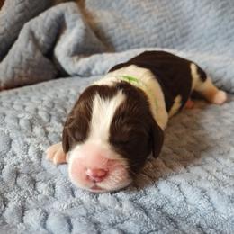 Favored - Liver and white male English Springer Spaniel puppy in Kingsport, Tennessee from Leandra's English Springer Spaniels