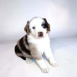 Monroe - Red merle female Australian Shepherd puppy in Statesville, North Carolina from Charming Australian Shepherds