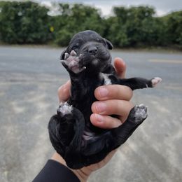 Poodle Puppies from Fluffy Doodle Farms