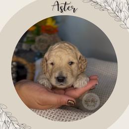 Aster - Apricot male Goldendoodle puppy in Asheboro, North Carolina from Magnolia Farm Doodles