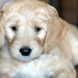 Goldendoodle Puppies from Peachy Sweet Goldendoodles