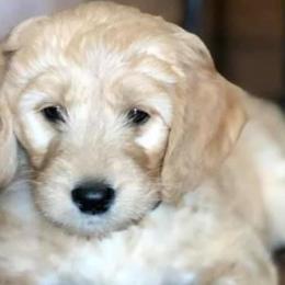 Goldendoodle Puppies from Peachy Sweet Goldendoodles