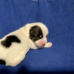 Maltipoo, Morkie, and Yorkipoo Puppies from Danza Bolo
