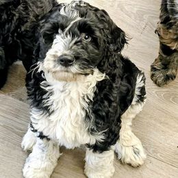 Black Parti Male - Black and white male Cockapoo puppy in Stayton, Oregon from MoSa Ranch Cockapoos