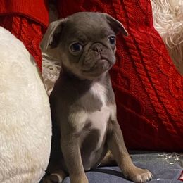 Lyla - Silver female Pug puppy in Onalaska, Washington from Cupid’s Pugs