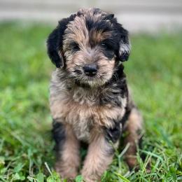 Roger - Merle male Assorted Doodle Crosses puppy in Kansas City, Missouri from Beary GoldenDoodles