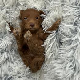 Woody - Red male Cavapoo puppy in Hayden, Alabama from Agape Southern Farms