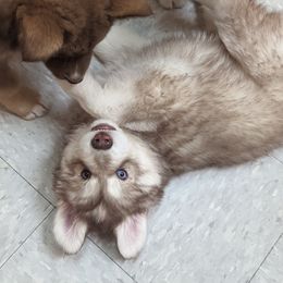 Siberian Husky Puppies from Wyant Farms