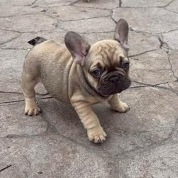 Frank from OFA'd Parents - Fawn male French Bulldog puppy in Billings, Montana from Yellowstone Frenchies