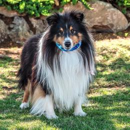 Mickie - Shetland Sheepdog