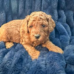 Rigatoni - Red  male Poodle puppy in Queen Creek, Arizona from Desert Born Kennel