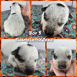 Boy 3 - Blue male Australian Cattle Dog puppy in Bradford, Arkansas from Cedar Rock Heelers and Kelpies