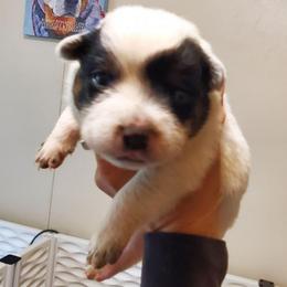 Blue mottled  with base of tail spot - Blue mottled male Australian Cattle Dog puppy in Lenoir, North Carolina from Blue Coyote Ranch