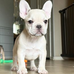 French Bulldog Puppies from Honey Bee Frenchies