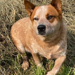 Australian Cattle Dogs from Thunderbel Cattle Dogs
