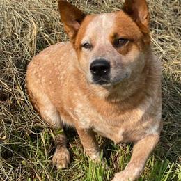 Australian Cattle Dogs from Thunderbel Cattle Dogs