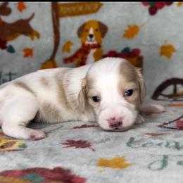 Tink - Cream female Dachshund puppy in Poteau, Oklahoma from Sisters Dazzling Dachshunds