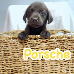 Girl 3 - Chocolate female Labrador Retriever puppy in Lucasville, Ohio from Backwoods Labradors