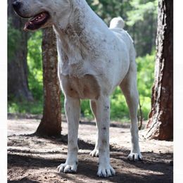 Central Asian Shepherd Dog All Grown Up from Alabaivalley