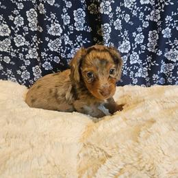 Paprika - Chocolate and tan female Dachshund puppy in Anderson, California from Plum Fields Dachshunds