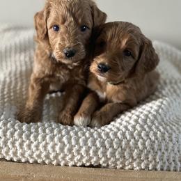 Bernedoodle, Goldendoodle, and Poodle Puppies from Central Valley Canine Companions