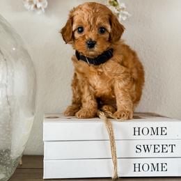 Cavapoo puppies from Cariad Doodles