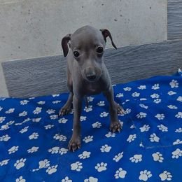 Margherita - Blue female Italian Greyhound puppy in Duncanville, Texas from Oremor's