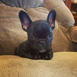 Girl 2 - French Bulldog puppy in Church Point, Louisiana from Dayna’s Goldens (Acadia’s Golden Retrievers)