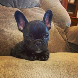 Girl 2 - French Bulldog puppy in Church Point, Louisiana from Dayna’s Goldens (Acadia’s Golden Retrievers)