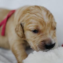 Jersey - Dark Pink Collar - Golden female Golden Retriever puppy in Stockton, California from Golden Weenie Club