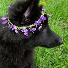 Belgian Sheepdog and Golden Retriever Puppies from Mi-Kels Belgians and Goldens