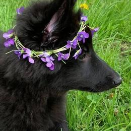 Belgian Sheepdog and Golden Retriever Puppies from Mi-Kels Belgians and Goldens