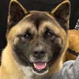 Tova - Akita
