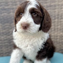 Pete, Red collar - male Golden Mountain Doodle puppy in Twin Falls, Idaho from Magic Valley Family Doodles