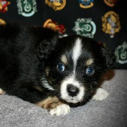 Oklahoma - Black tri-color female Australian Shepherd puppy in El Dorado Springs, Missouri from HP Aussie Kennels