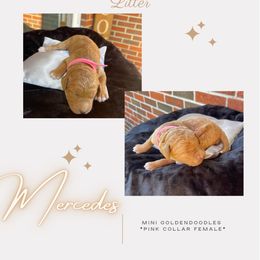 Girl 1 - Goldendoodle puppy in Nashville, Tennessee from Exclusive Doodles & Poodles